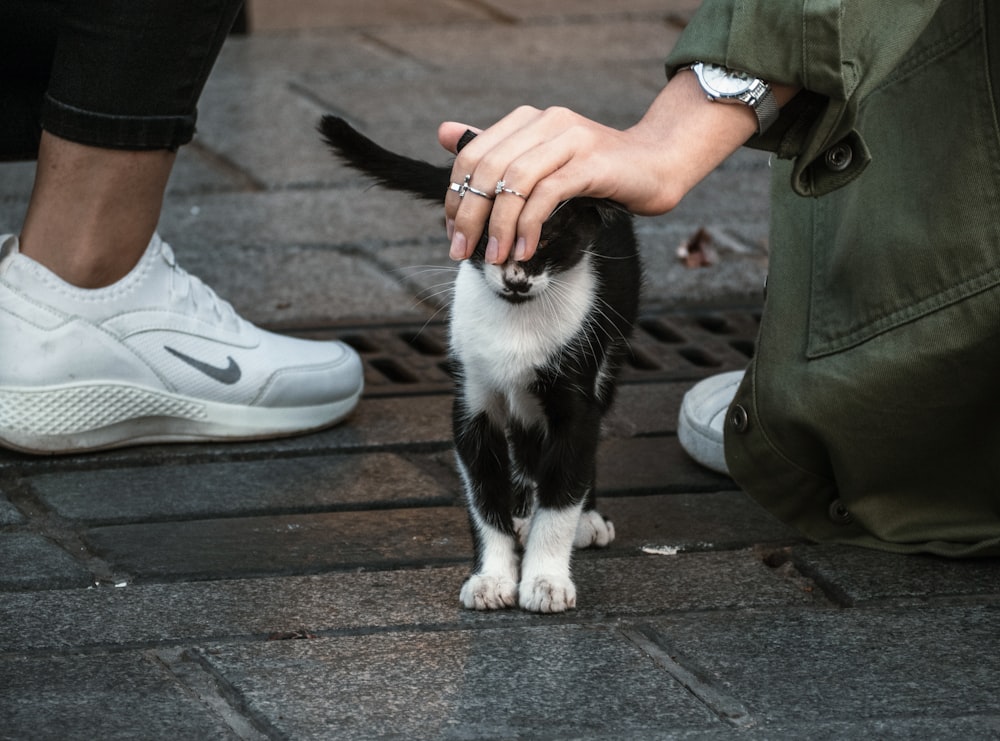 person holding tuxedo cat on gray concrete pavement