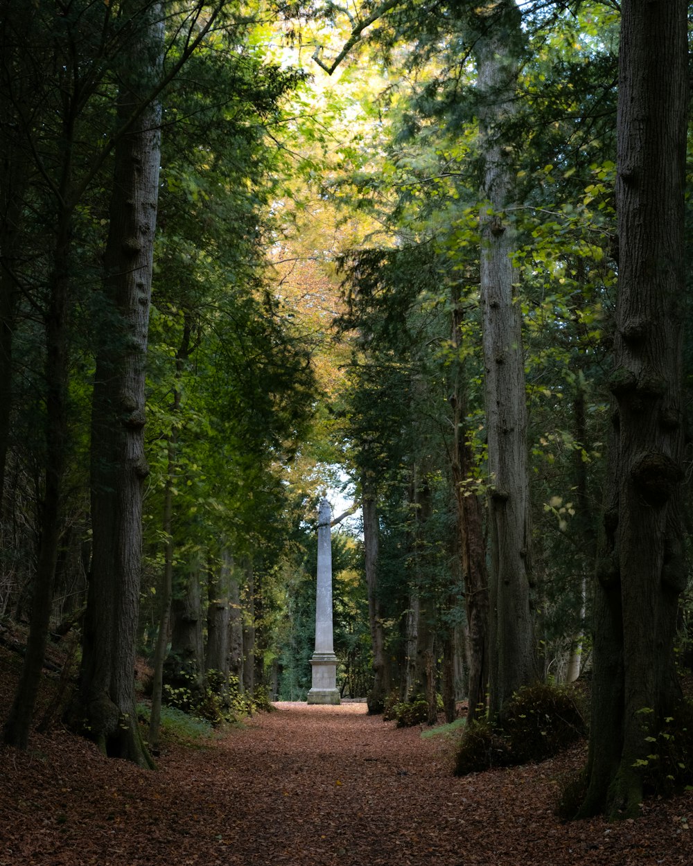 green trees on brown soil