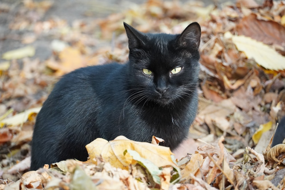 black cat on brown dried leaves