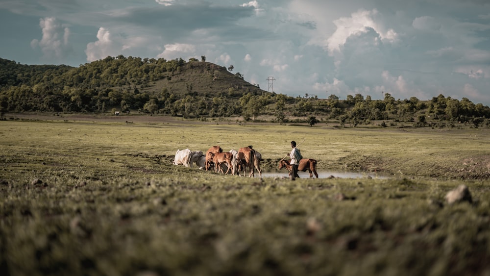 people walking on green grass field during daytime