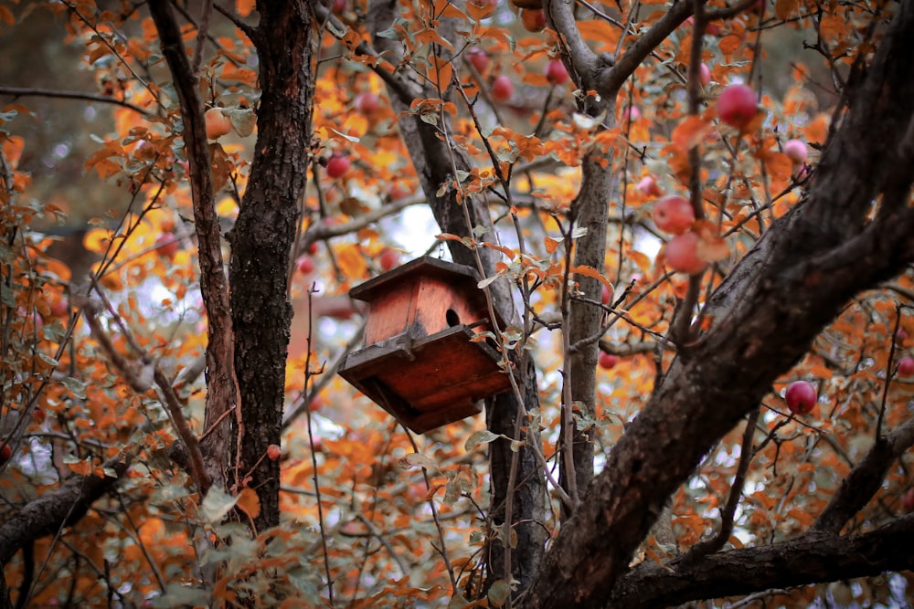 brown wooden birdhouse on brown tree branch during daytime