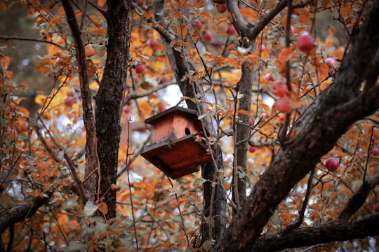 brown wooden birdhouse on brown tree branch during daytime in Skopje North Macedonia