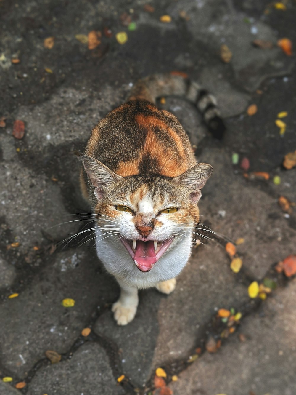 brown and white cat on black concrete floor