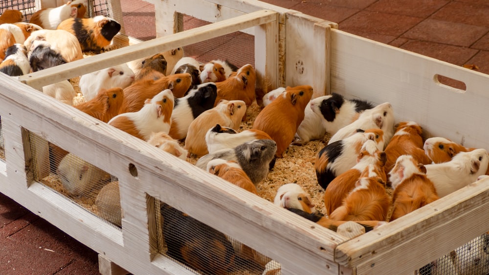 brown white and black guinea pigs in white wooden crate