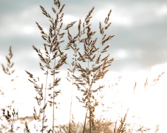 brown plant on snow covered ground during daytime