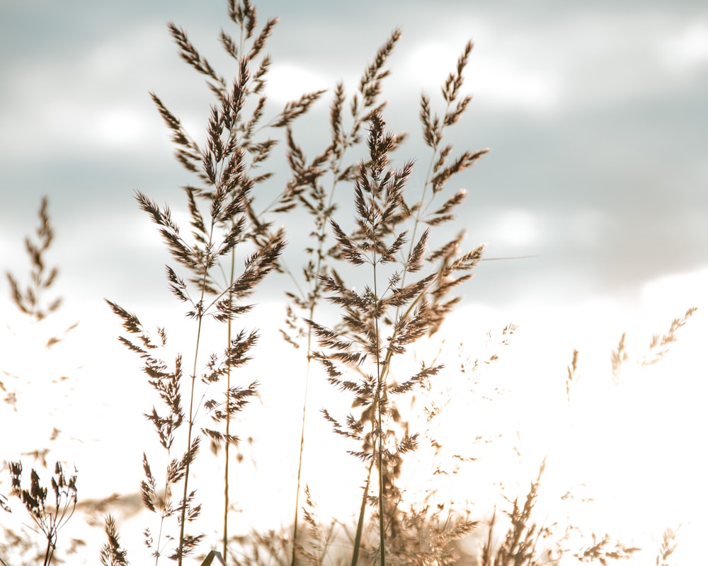 brown plant on snow covered ground during daytime