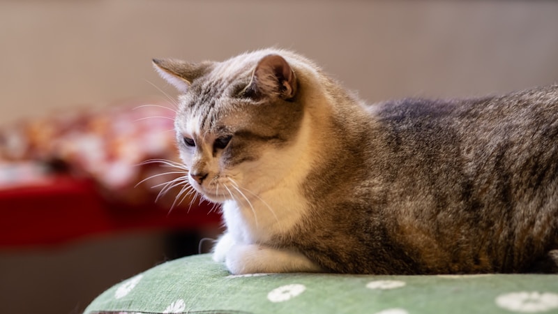 Ticked tabby cat with agouti coat pattern