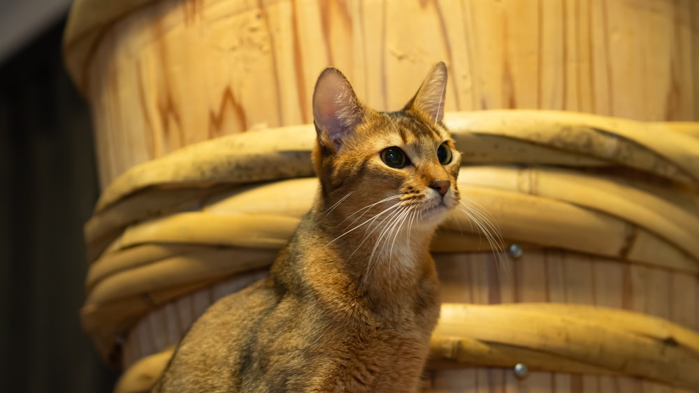 gato tabby marrom no têxtil amarelo