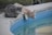 Two cats are perched on the edge of a pool. One is gray with stripes, sitting upright and looking towards the viewer. The other is a light orange tabby, leaning over the edge to drink from the water. The setting appears to be outdoors with a concrete pool border and a blurred grassy background.