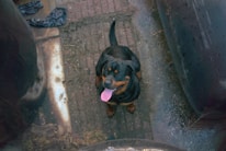 A Rottweiler with a shiny black and tan coat is sitting on a brick-paved surface. The dog is looking up with its tongue out, appearing happy or excited. Surrounding the dog are dark, large cylindrical objects and some discarded items, suggesting an outdoor or alley environment.