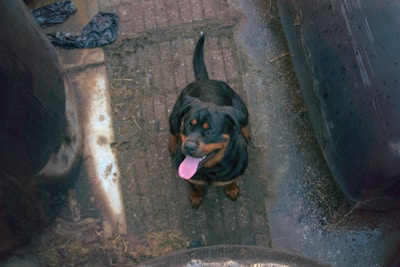 A Rottweiler with a shiny black and tan coat is sitting on a brick-paved surface. The dog is looking up with its tongue out, appearing happy or excited. Surrounding the dog are dark, large cylindrical objects and some discarded items, suggesting an outdoor or alley environment.