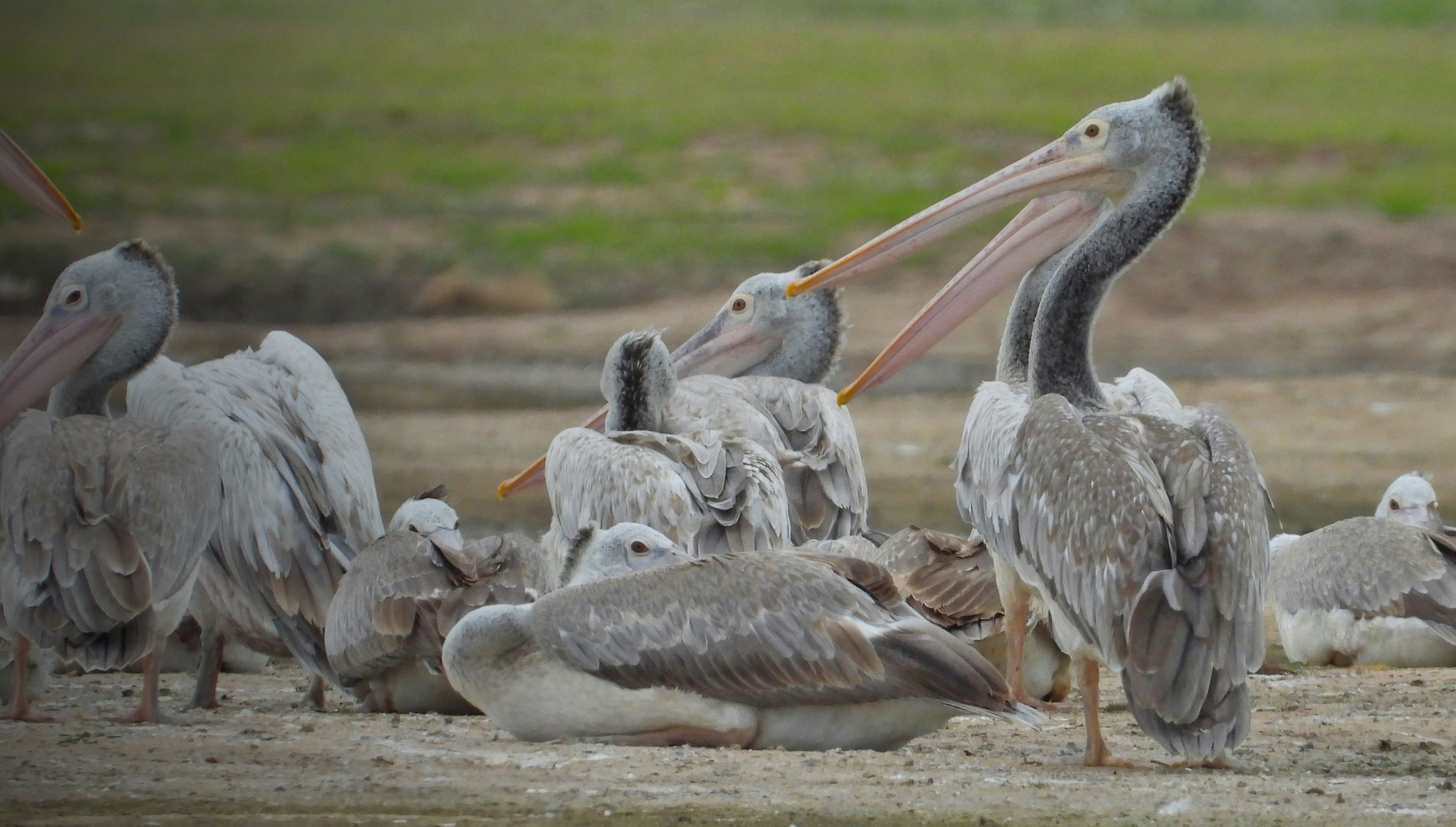 Photo by mooncolonytn60