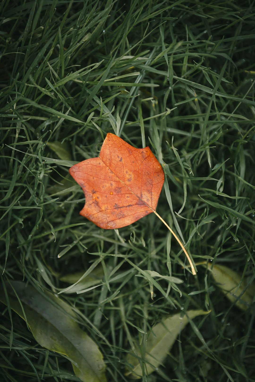 orange maple leaf on green grass
