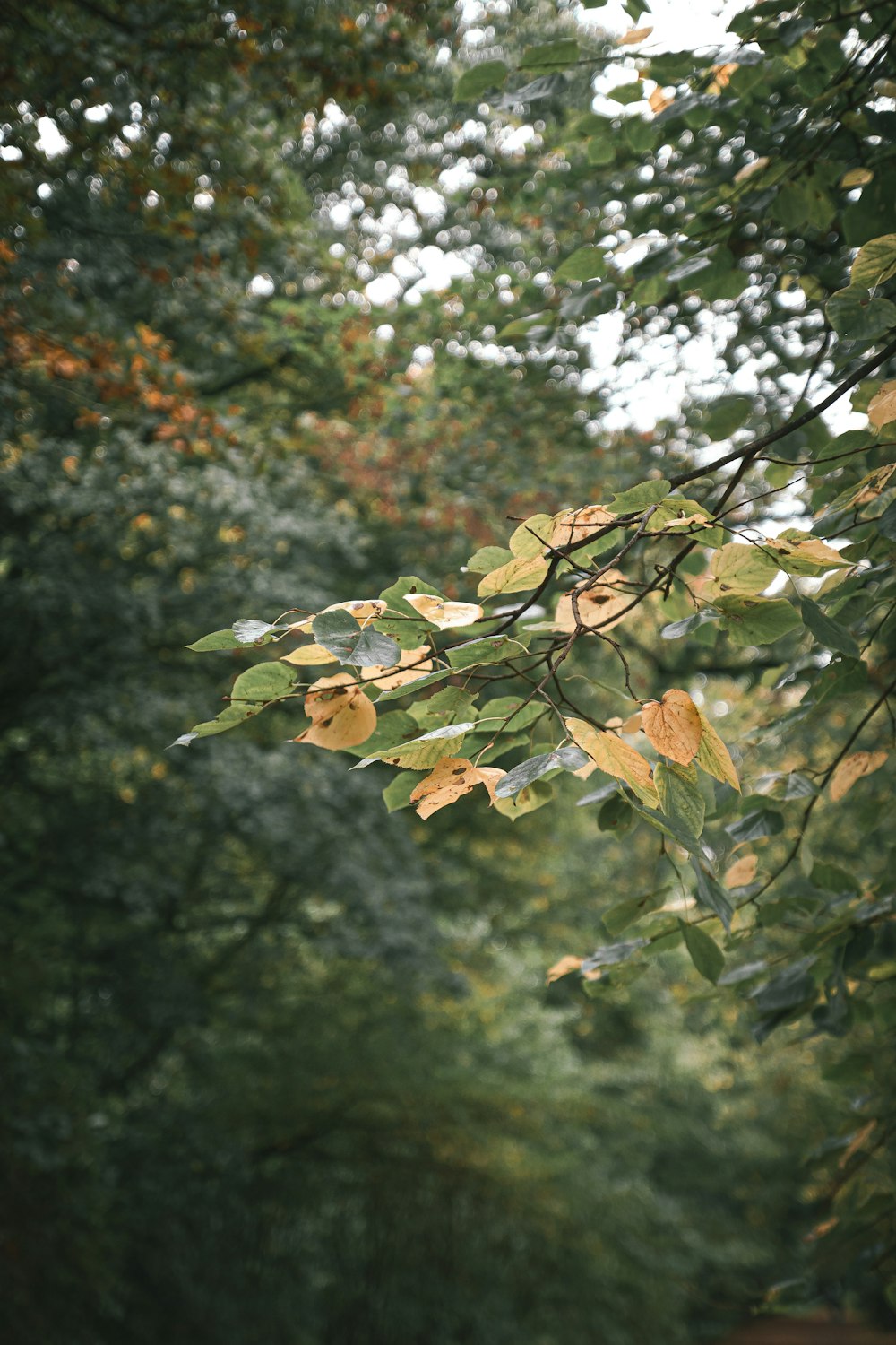 foglie verdi e marroni durante il giorno