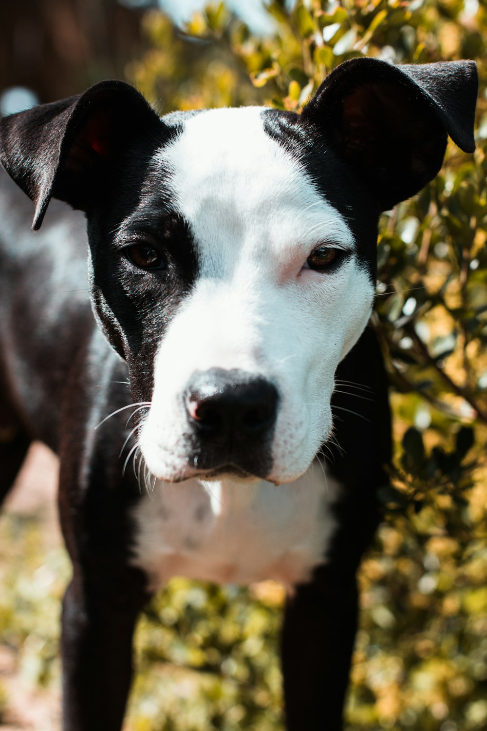 black and white short coated dog