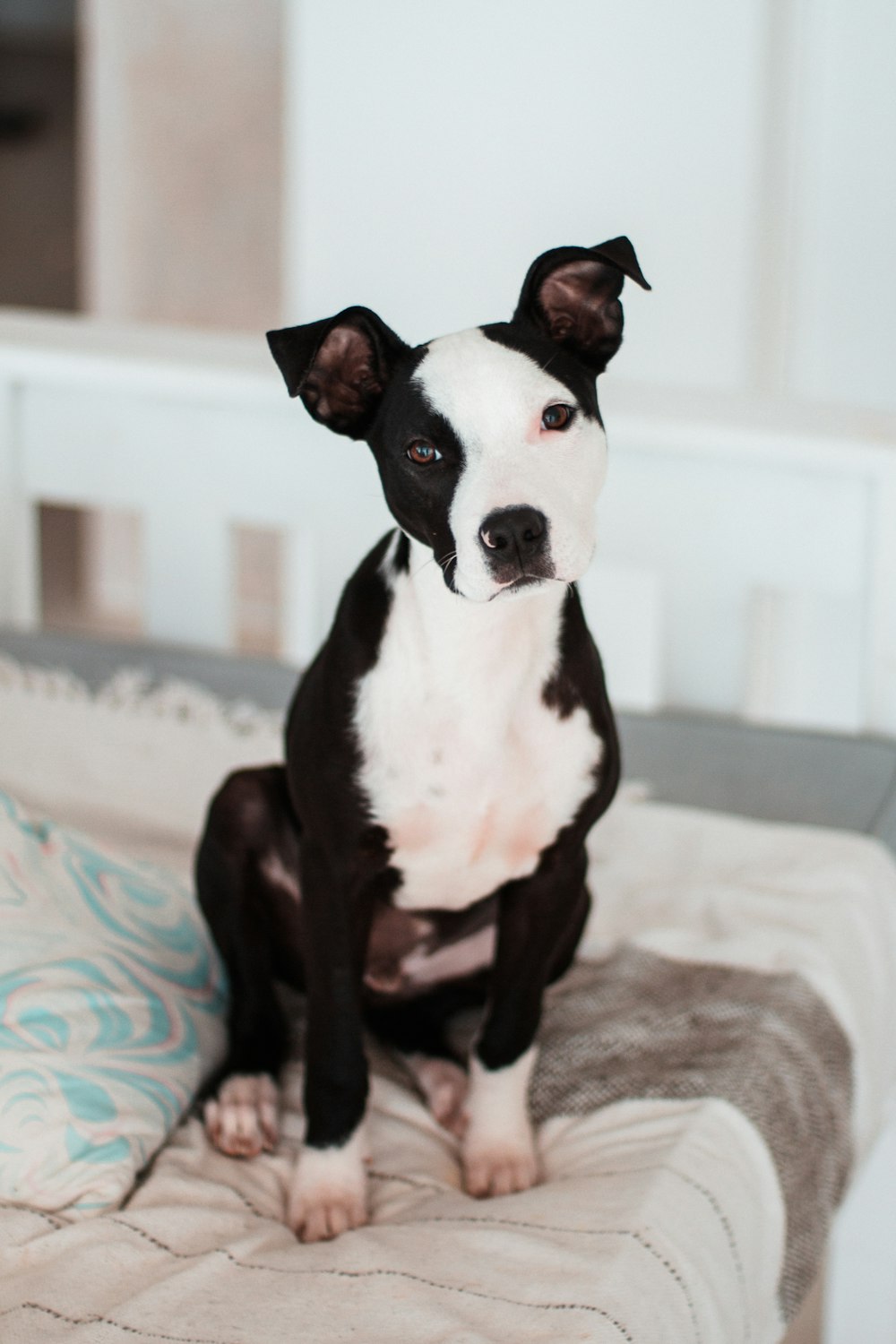 cane a pelo corto in bianco e nero su tessuto bianco e verde