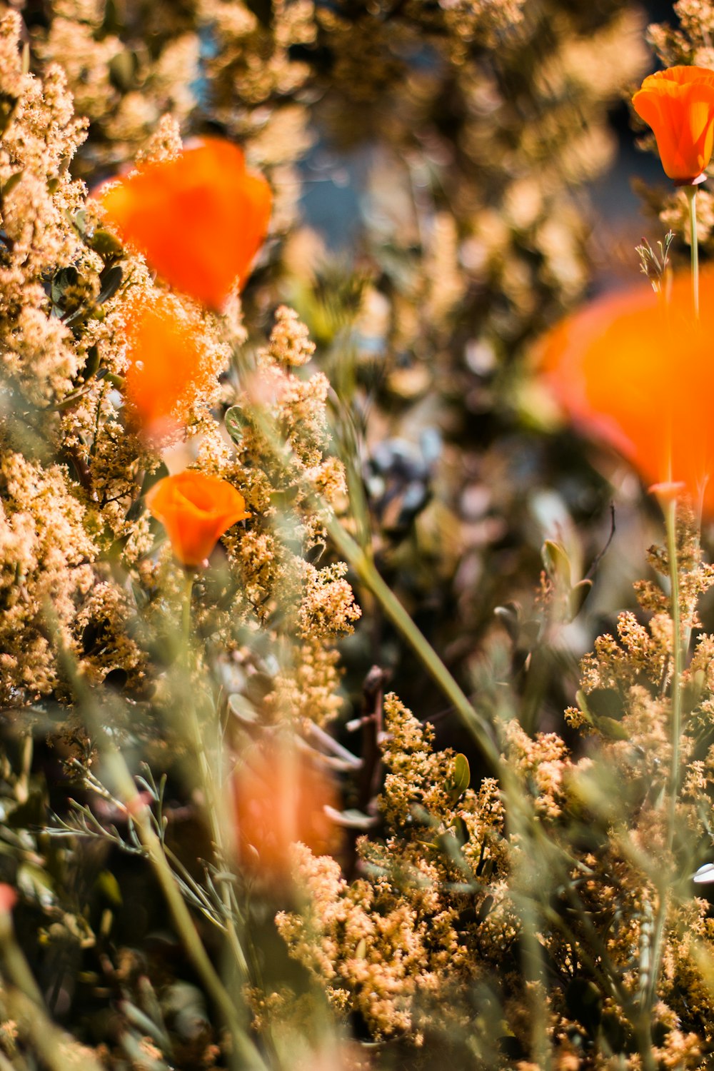 orange flower in tilt shift lens