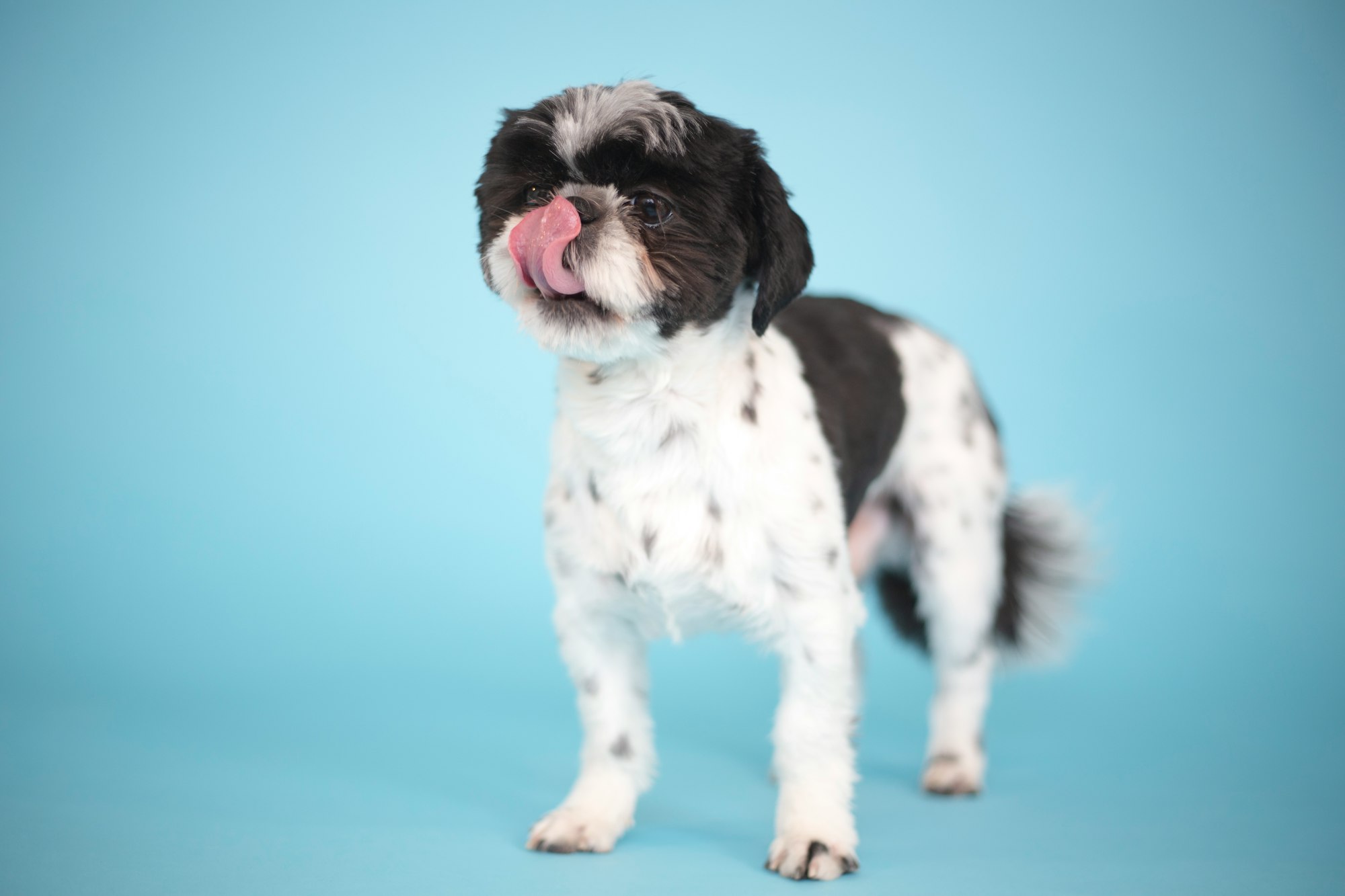 white and black shih tzu puppy