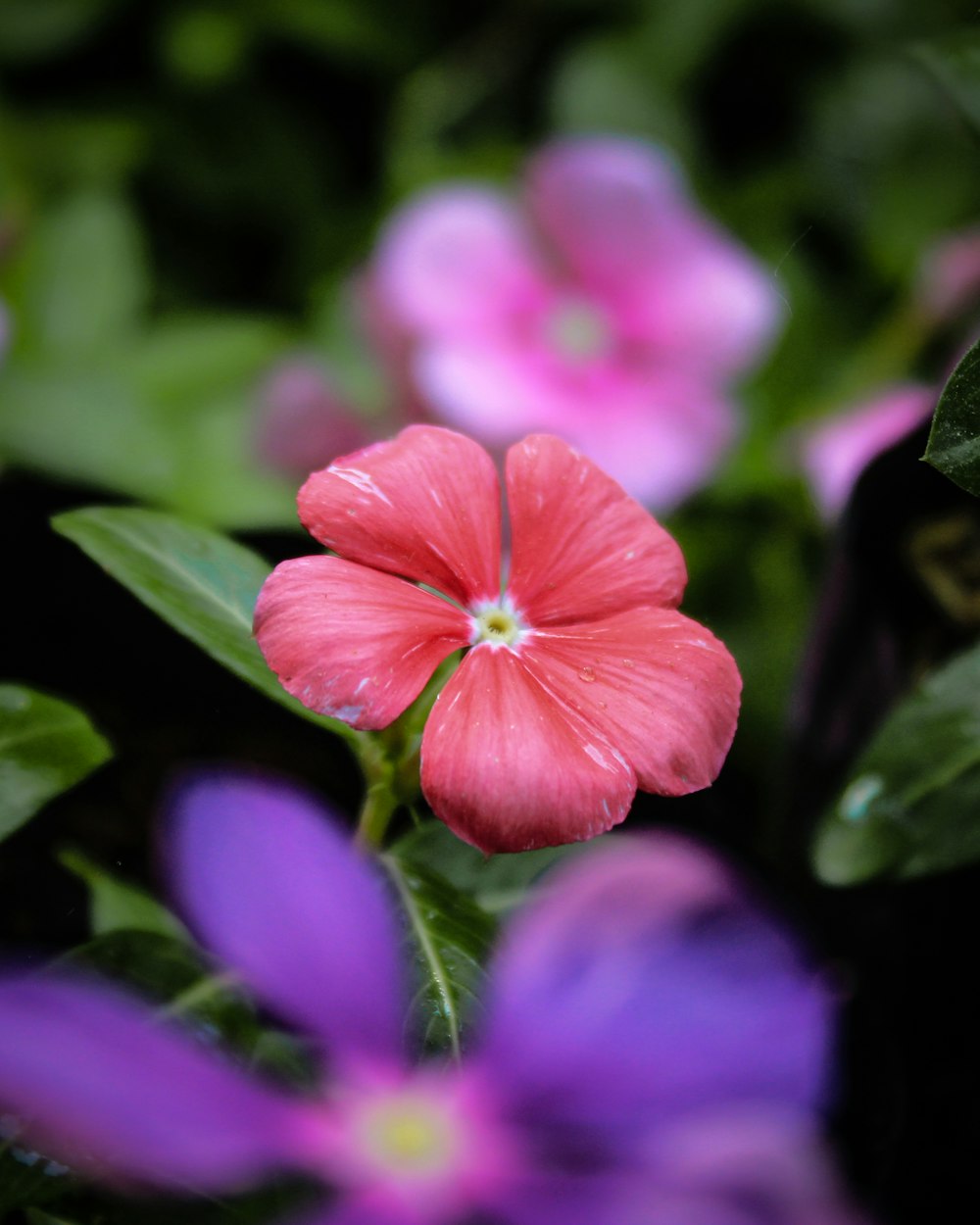 pink flower in tilt shift lens