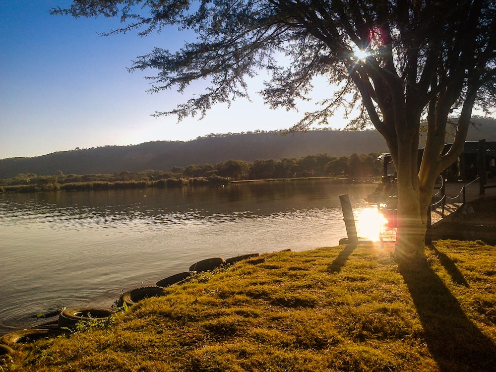 body of water near trees during sunset