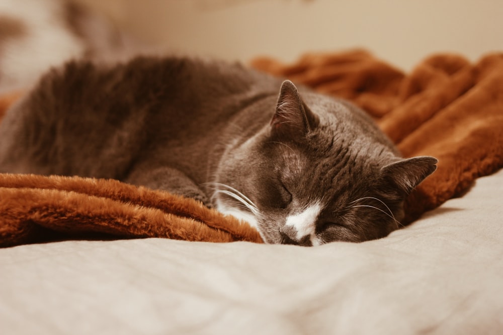 black and white cat lying on white textile