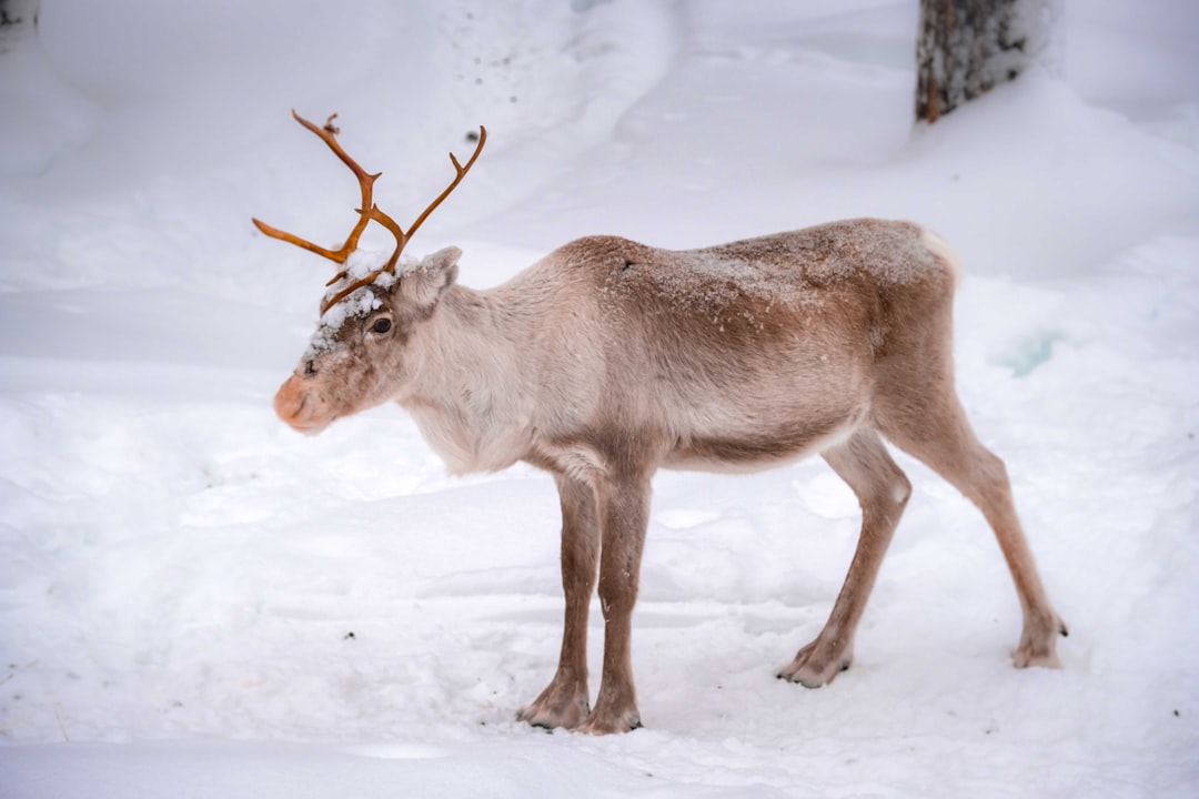 brown deer on snow covered ground during daytime