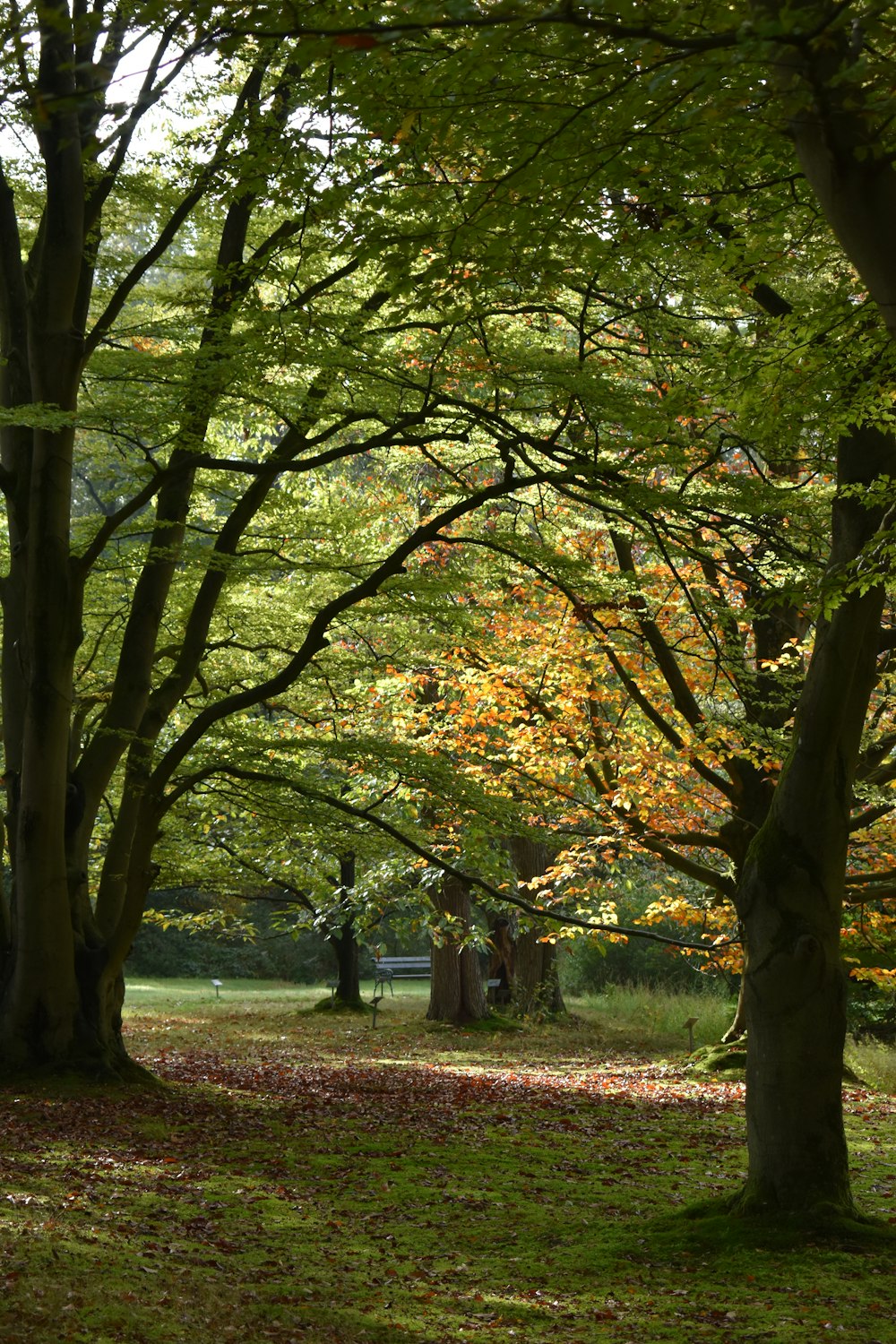 green and brown trees during daytime