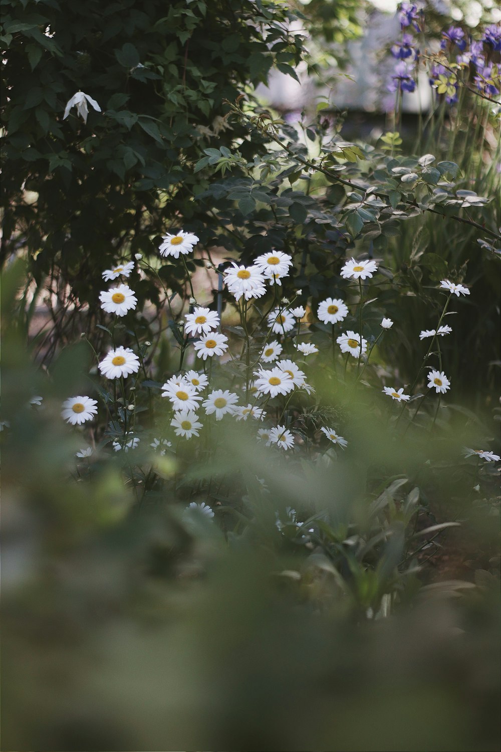 fleurs blanches et jaunes sur champ d’herbe verte