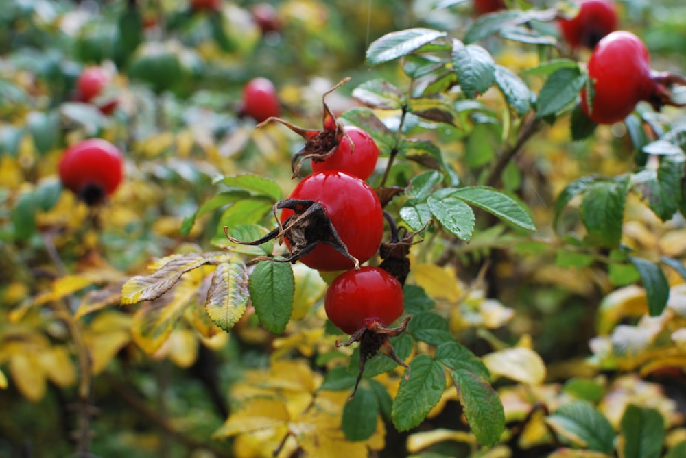 rote runde Frucht in der Tilt-Shift-Linse