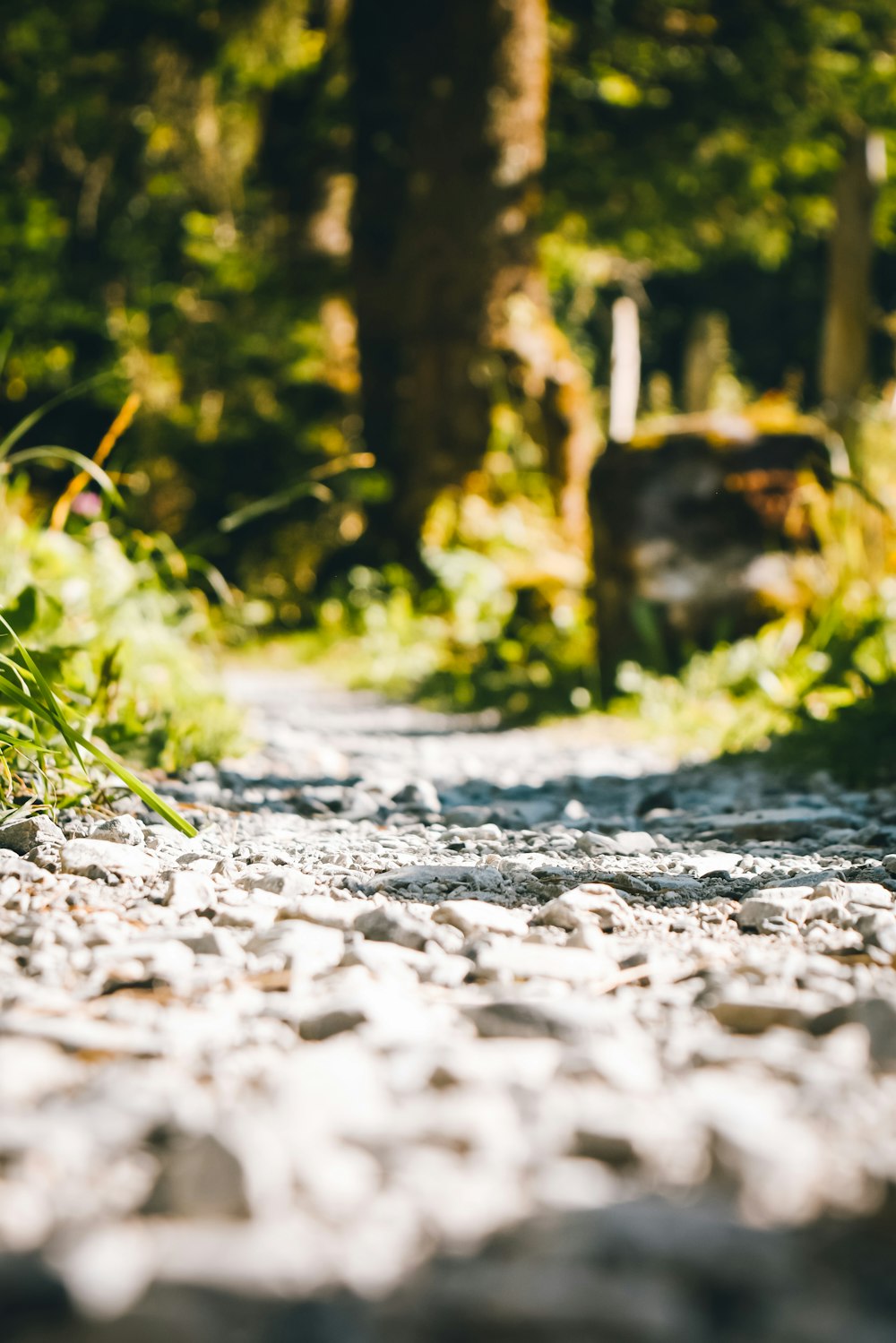 gray dirt road between green grass during daytime