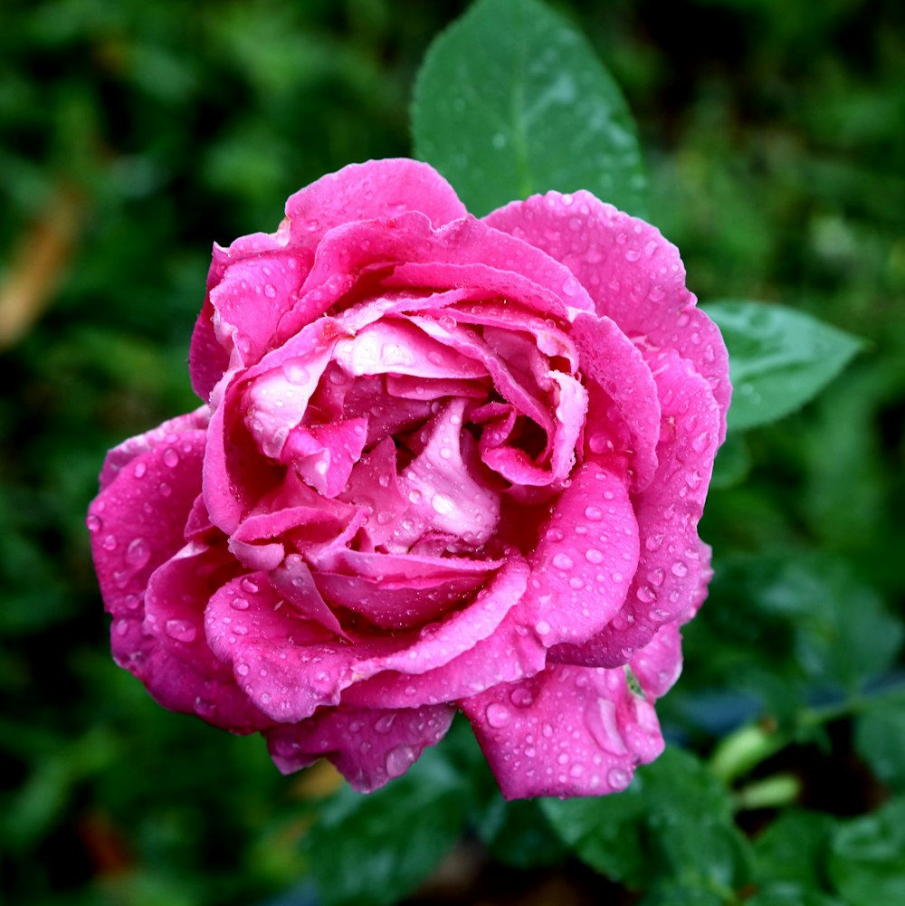 Rosa rosada en flor durante el día