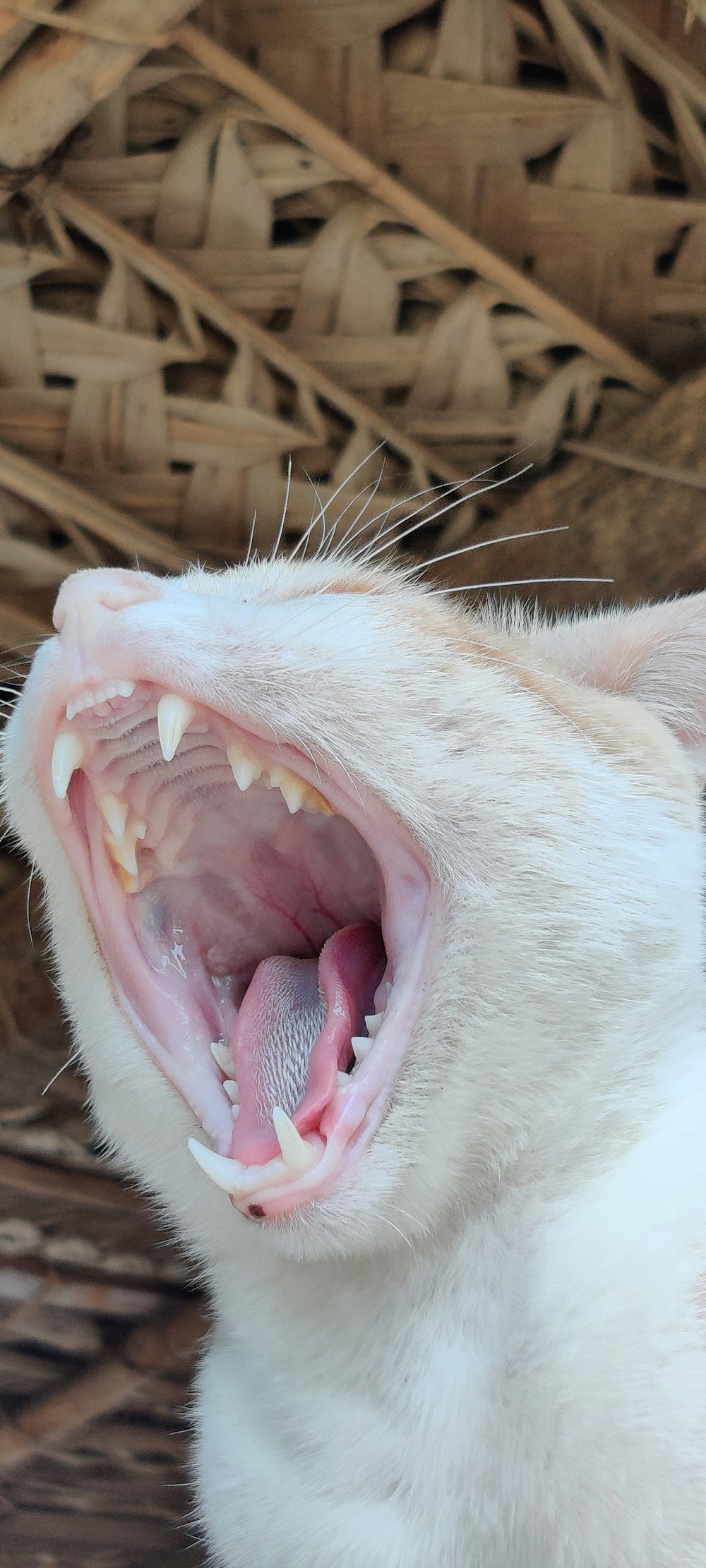 white cat opening mouth wide