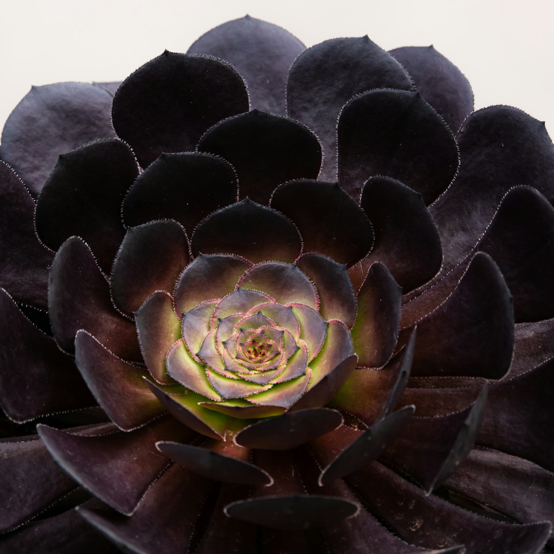 black and green succulent plant