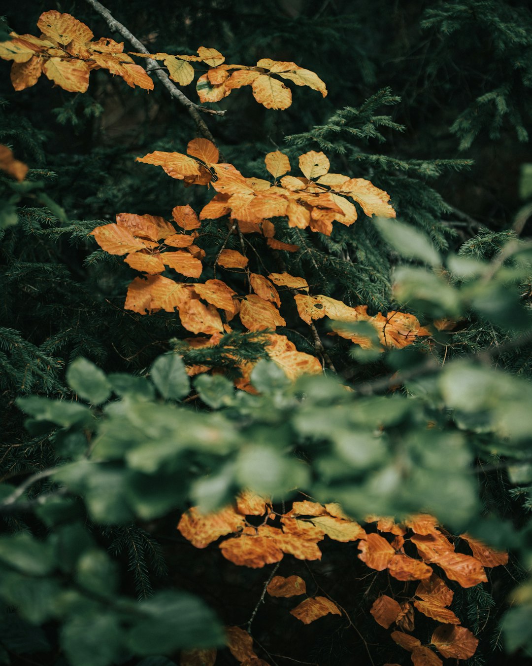 brown leaves on green grass