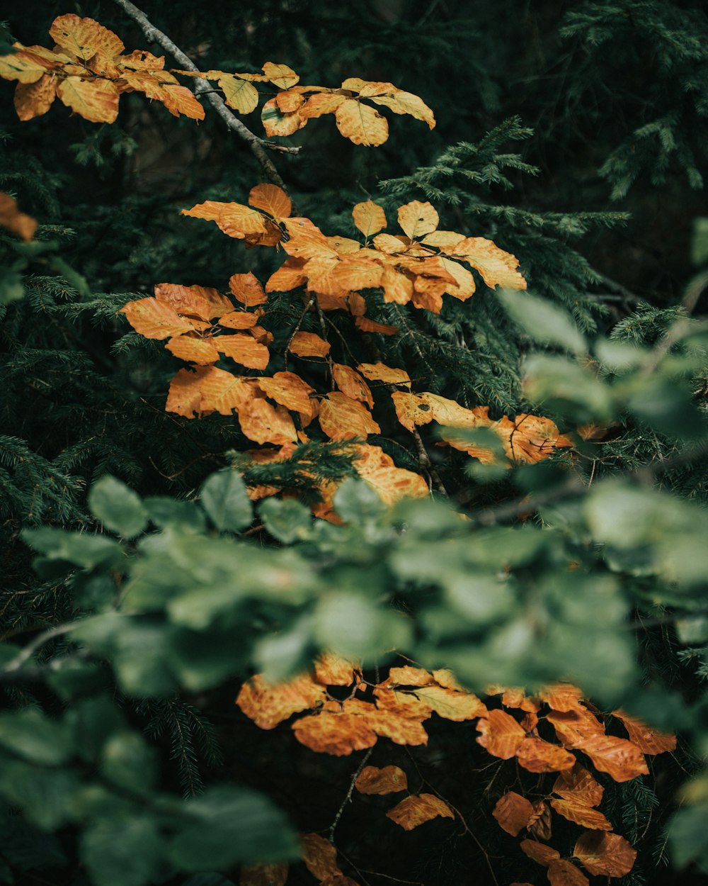 brown leaves on green grass