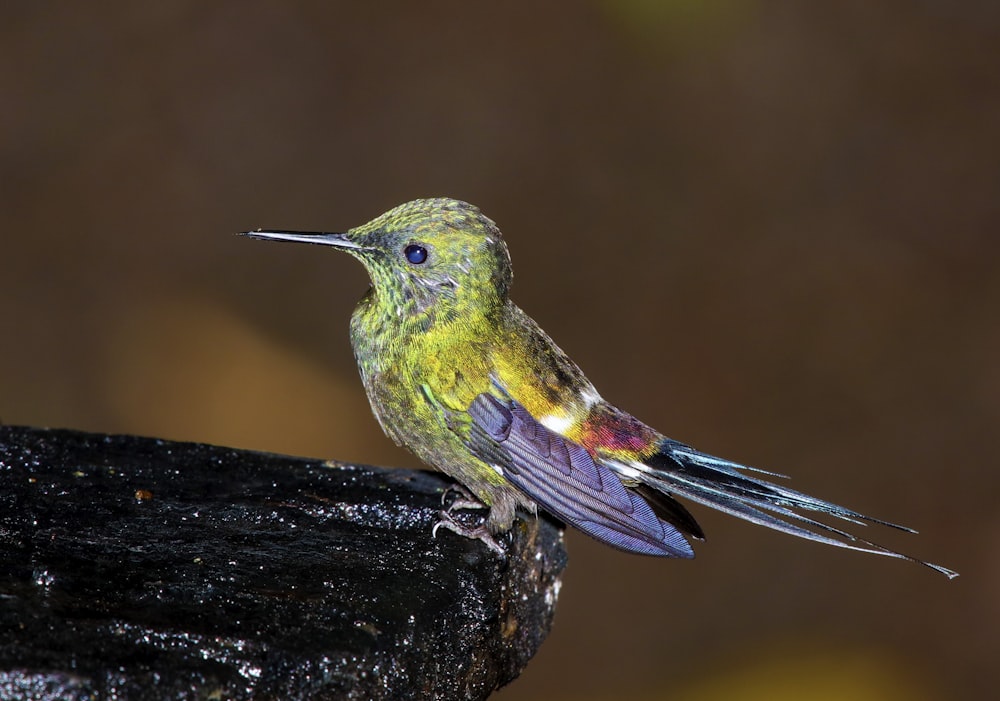 green and blue bird on black tree branch