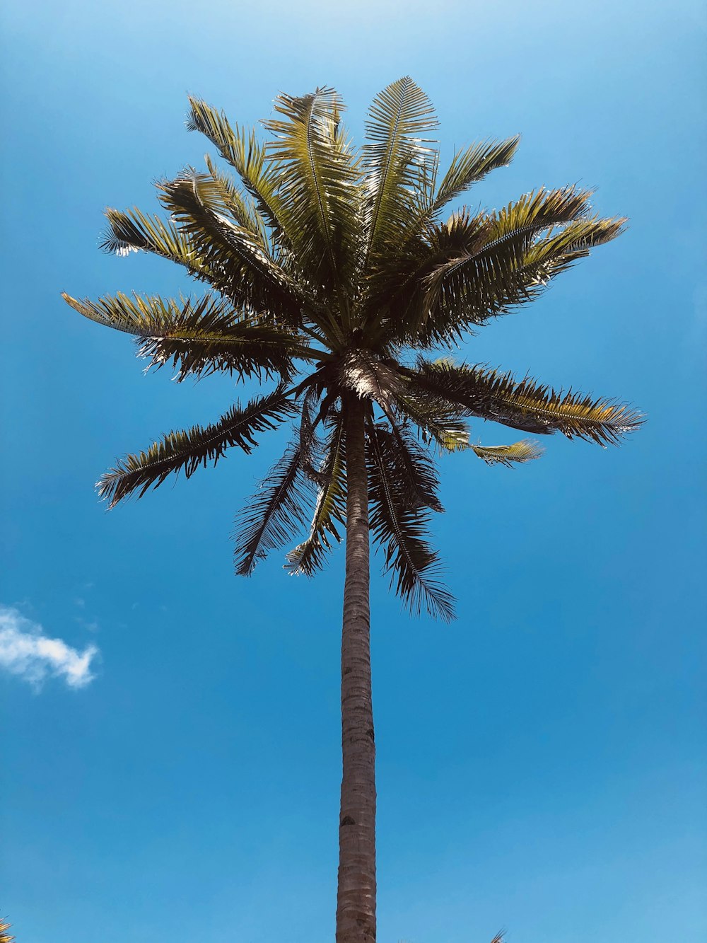 palm tree under blue sky during daytime