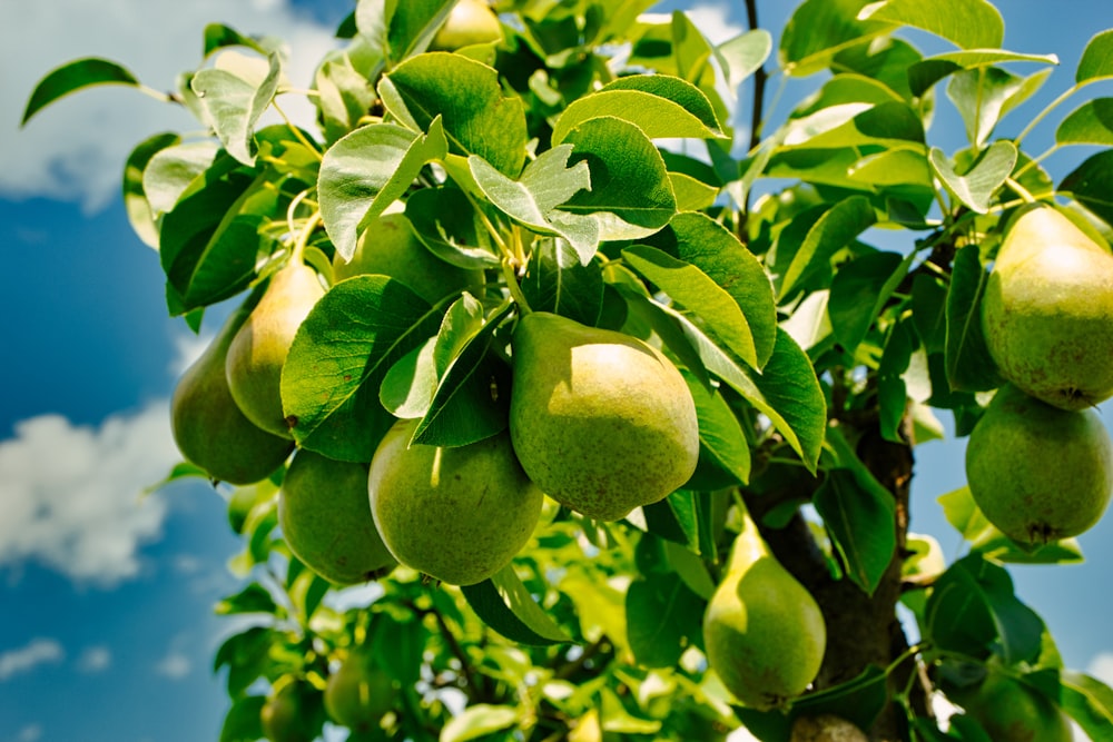 green round fruits on tree during daytime