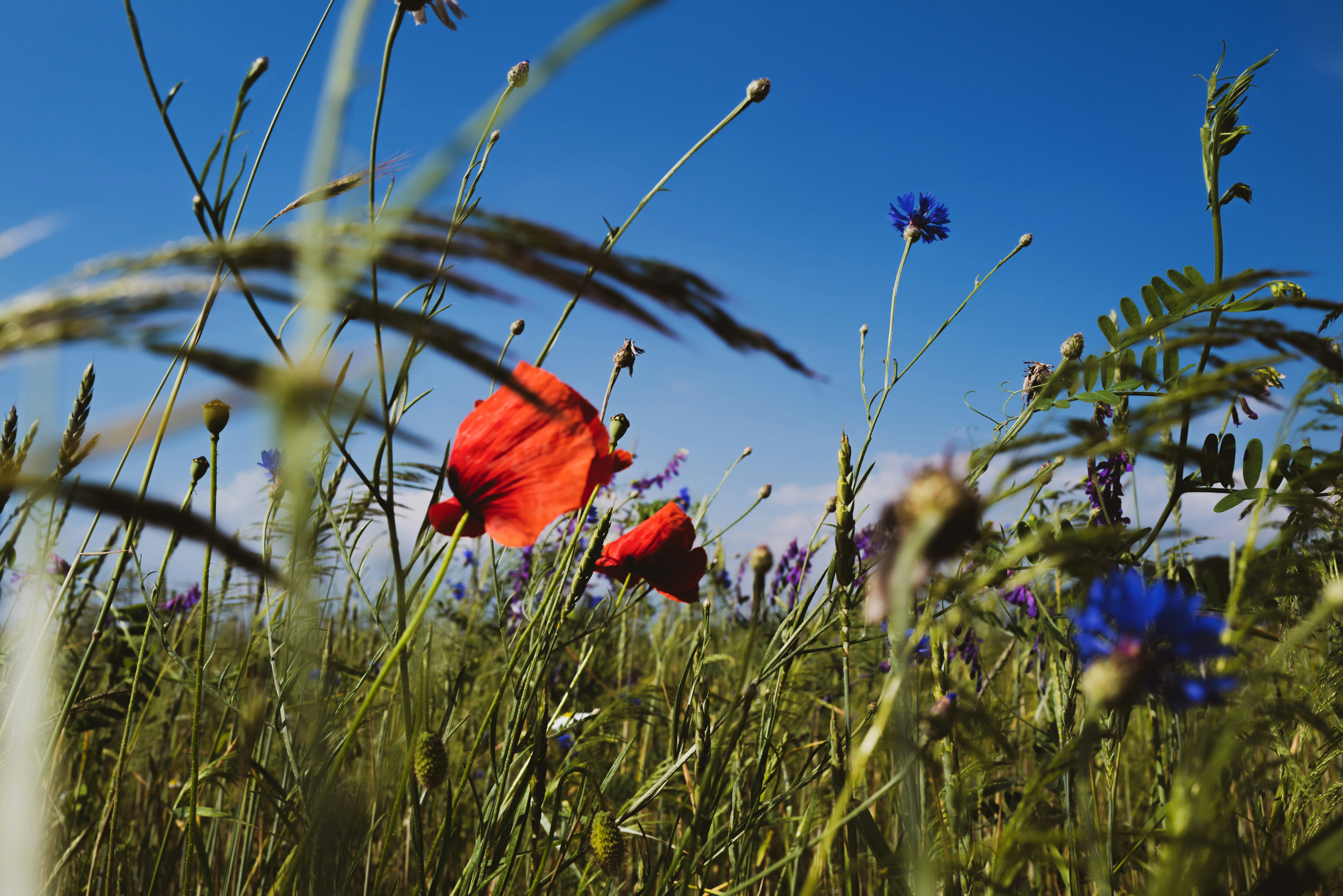 Photo by adrianschittek