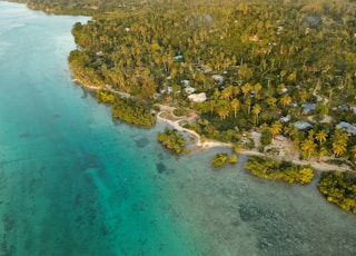 aerial view of green trees and body of water during daytime