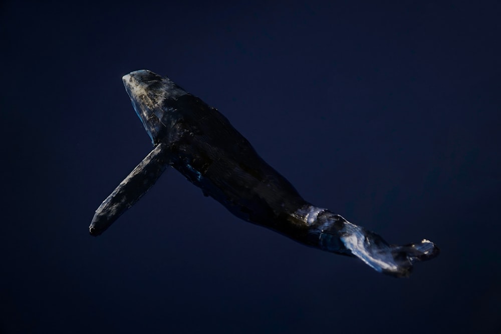 baleine noire et blanche sous l’eau