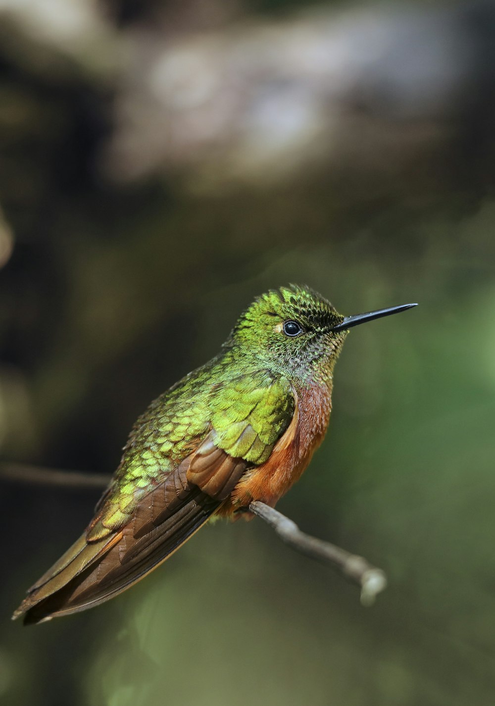 green and brown humming bird