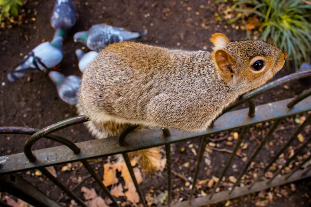 brown squirrel on black metal fence
