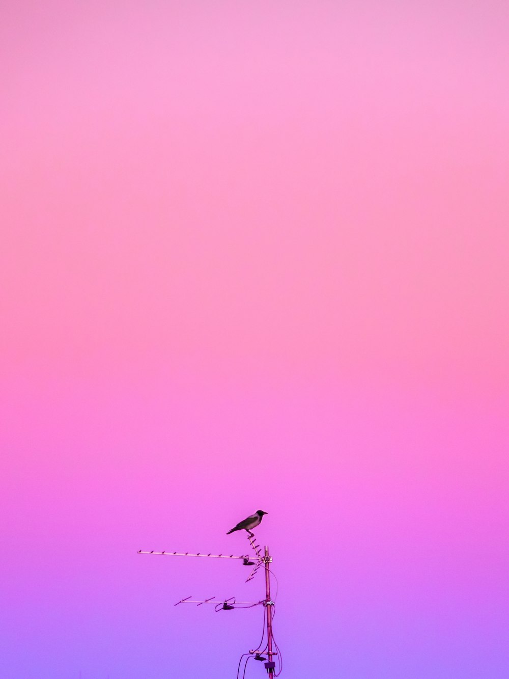 30,000+ Pink Colour Pictures | Download Free Images on Unsplash