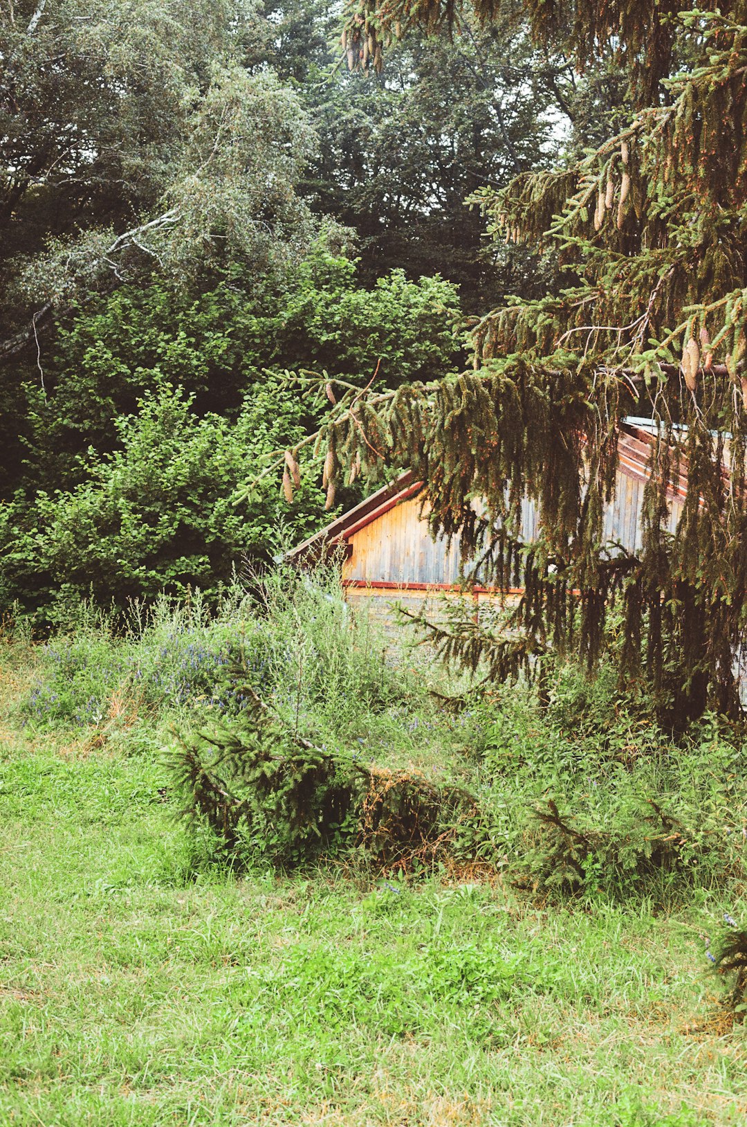 brown wooden house surrounded by green grass and trees during daytime