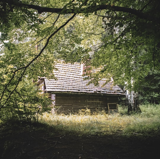 brown wooden house in the middle of forest during daytime in Vitosha Bulgaria