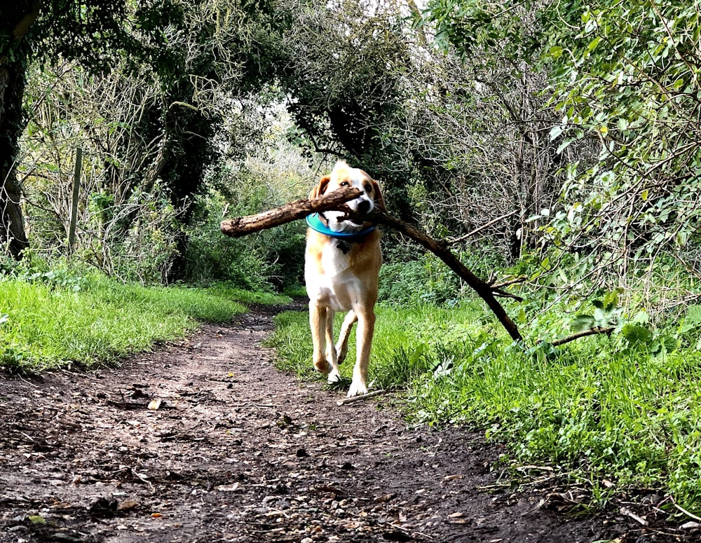 brown short coated dog walking on dirt road