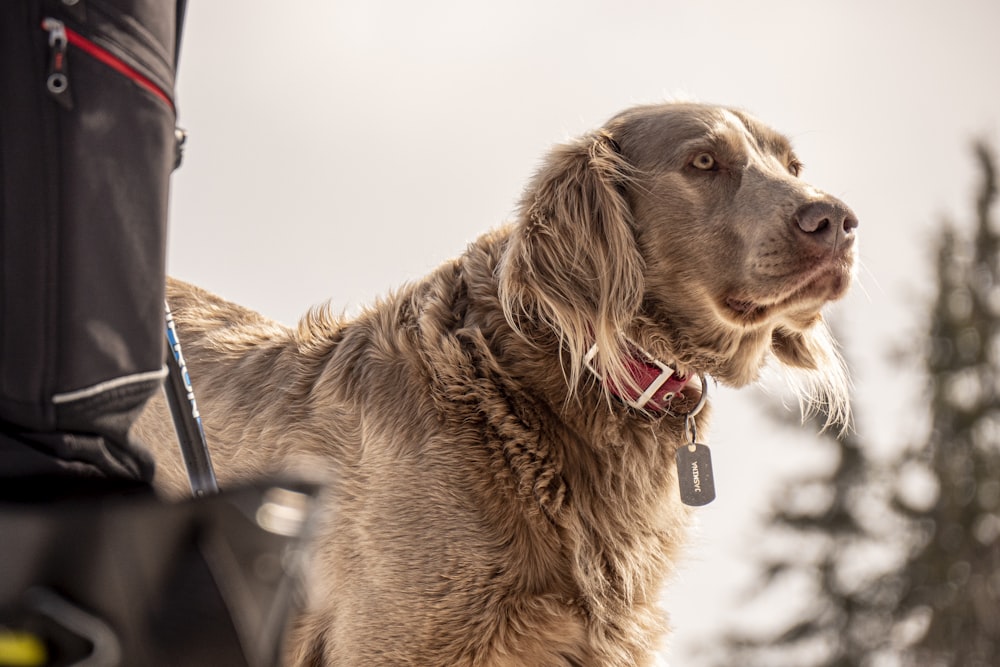 brown long coated dog on snow covered ground during daytime