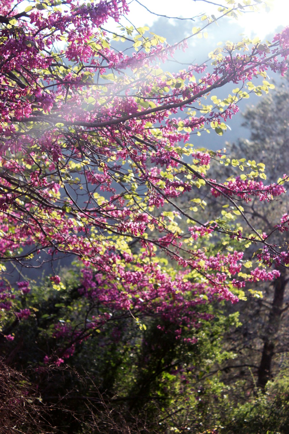 pink and white flowers during daytime