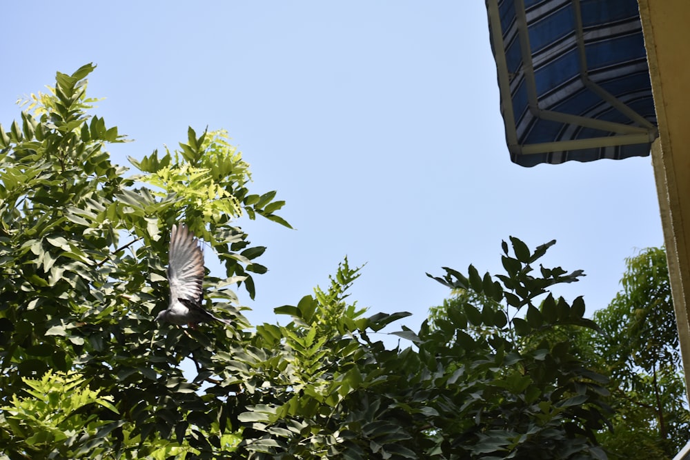 green leaves on blue roof